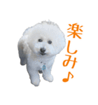 ムクのHappyスタンプ（個別スタンプ：3）