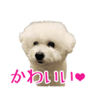 ムクのHappyスタンプ（個別スタンプ：13）