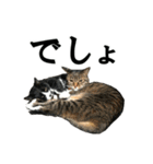 ねこが言う・伍（個別スタンプ：1）