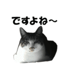 ねこが言う・伍（個別スタンプ：2）