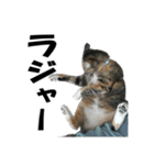 ねこが言う・伍（個別スタンプ：3）