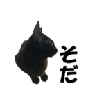 ねこが言う・伍（個別スタンプ：4）