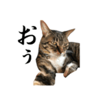 ねこが言う・伍（個別スタンプ：5）