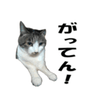 ねこが言う・伍（個別スタンプ：6）