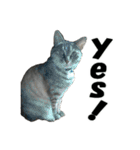 ねこが言う・伍（個別スタンプ：7）