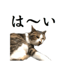 ねこが言う・伍（個別スタンプ：8）