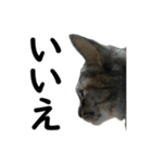 ねこが言う・伍（個別スタンプ：9）