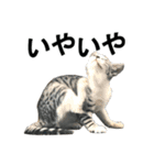 ねこが言う・伍（個別スタンプ：10）