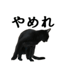 ねこが言う・伍（個別スタンプ：11）