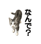 ねこが言う・伍（個別スタンプ：12）