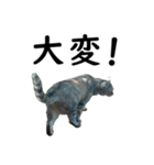 ねこが言う・伍（個別スタンプ：13）