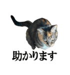 ねこが言う・伍（個別スタンプ：15）