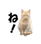 ねこが言う・伍（個別スタンプ：16）