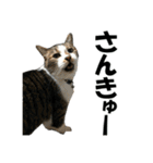 ねこが言う・伍（個別スタンプ：17）