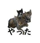 ねこが言う・伍（個別スタンプ：18）