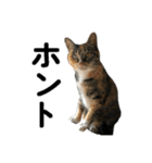 ねこが言う・伍（個別スタンプ：19）