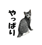 ねこが言う・伍（個別スタンプ：21）