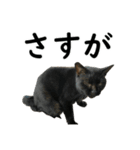 ねこが言う・伍（個別スタンプ：22）
