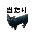 ねこが言う・伍（個別スタンプ：25）