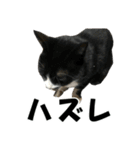 ねこが言う・伍（個別スタンプ：26）