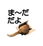 ねこが言う・伍（個別スタンプ：27）