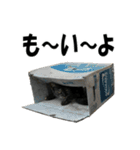 ねこが言う・伍（個別スタンプ：28）