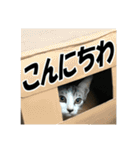 ねこが言う・伍（個別スタンプ：29）