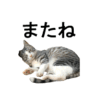 ねこが言う・伍（個別スタンプ：30）
