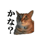ねこが言う・伍（個別スタンプ：31）