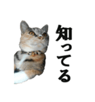 ねこが言う・伍（個別スタンプ：32）