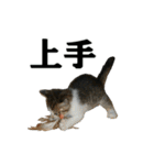 ねこが言う・伍（個別スタンプ：35）