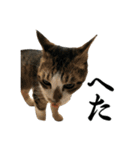 ねこが言う・伍（個別スタンプ：36）