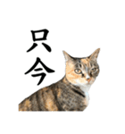ねこが言う・伍（個別スタンプ：37）
