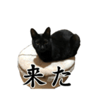 ねこが言う・伍（個別スタンプ：38）