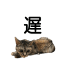 ねこが言う・伍（個別スタンプ：39）
