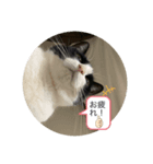 ハニー猫2（個別スタンプ：1）