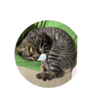 ハニー猫2（個別スタンプ：2）