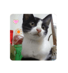 ハニー猫2（個別スタンプ：3）