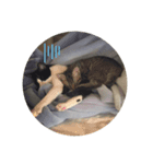 ハニー猫2（個別スタンプ：4）