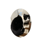 ハニー猫2（個別スタンプ：5）
