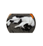 ハニー猫2（個別スタンプ：6）