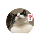 ハニー猫2（個別スタンプ：7）