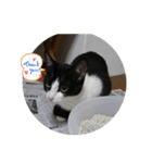 ハニー猫2（個別スタンプ：8）