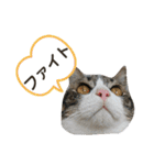 日常生活 HINA（個別スタンプ：7）