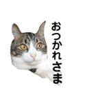 日常生活 HINA（個別スタンプ：8）