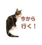 日常生活 HINA（個別スタンプ：17）