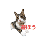 日常生活 HINA（個別スタンプ：32）