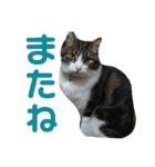 日常生活 HINA（個別スタンプ：39）