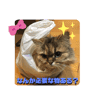 はっしーんちのぎょうちゃんスタンプ（個別スタンプ：11）