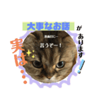 はっしーんちのぎょうちゃんスタンプ（個別スタンプ：15）